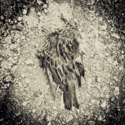 Död fågel, Överkalix