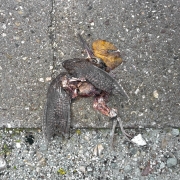Död fågel på parkeringen